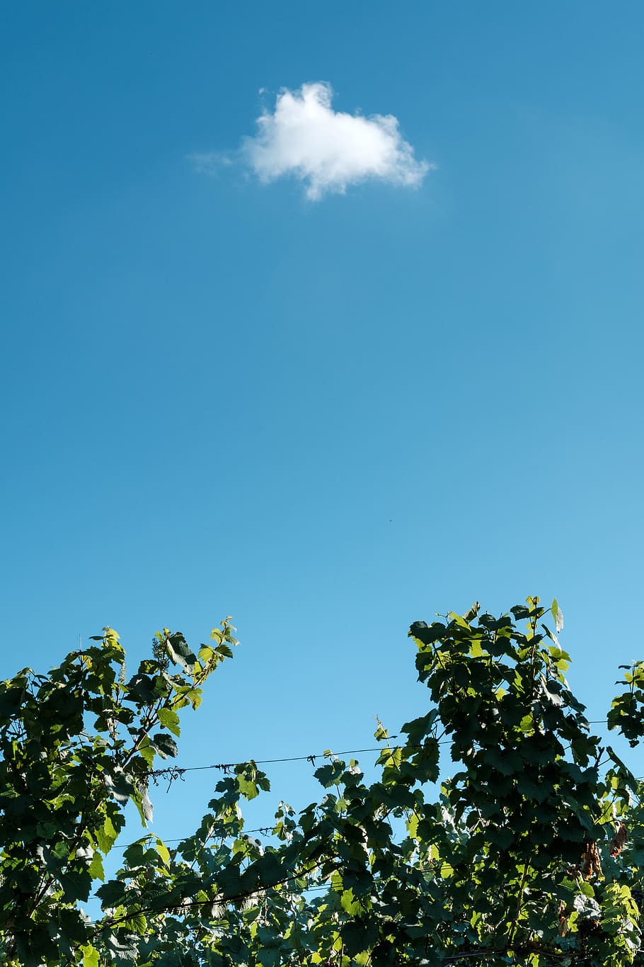 grønbladet træ, plante, Schweiz, udendørs, natur, Russisk, flare, lys, sollys, træ, himmel, vin, landskabet, Sky, vingård, sommer, vegetation, arkitektur, bygning, tårn, silhuet, vækst, lav vinkel visning, skønhed i naturen, blå, ingen mennesker, ro, dag, sky - himmel, grøn farve, scenics - natur, rolig scene, kopiere plads, blad, 5K