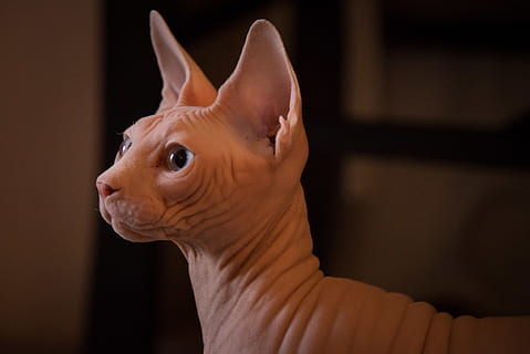 gatto sphynx, animale, temi animali, un animale, parte del corpo animale, in casa, vertebrato, fauna selvatica, avvicinamento, ritratto, animali domestici, mammifero, concentrarsi sulle conoscenze acquisite, domestico, analizzare, cercare, guardare, testa di animale, nessuno, Marrone, guardando lontano, occhio animale, piccolo, baffo, vista profilo, 4K, CC0, dominio pubblico, privo di copyright