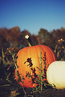 canada, saskatoon, pumpkin patch fall orange, food, pumpkin, focus on foreground, food and drink, plant, nature, celebration, no people, orange color, close-up, halloween, autumn, day, holiday - event, field, vegetable, outdoors, land, sky, jack o' lantern, 2K, CC0, public domain, royalty free