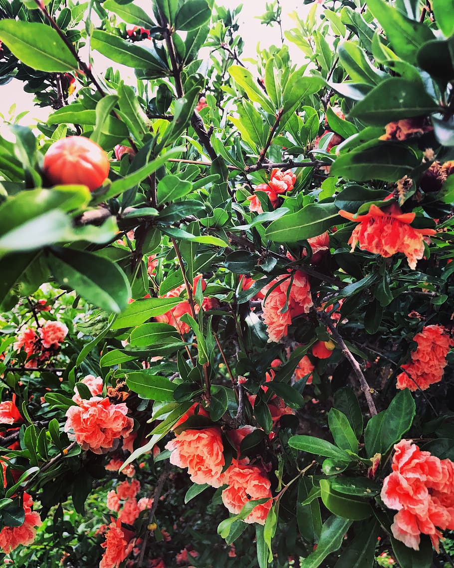 romênia, Bucareste, tei, crescimento, plantar, frescura, parte da planta, folha, beleza na natureza, vermelho, natureza, cor verde, planta com flores, dia, flor, Comida, ninguém, comida e bebida, fechar-se, fragilidade, fruta, vulnerabilidade, Alimentação saudável, ao ar livre, 2K
