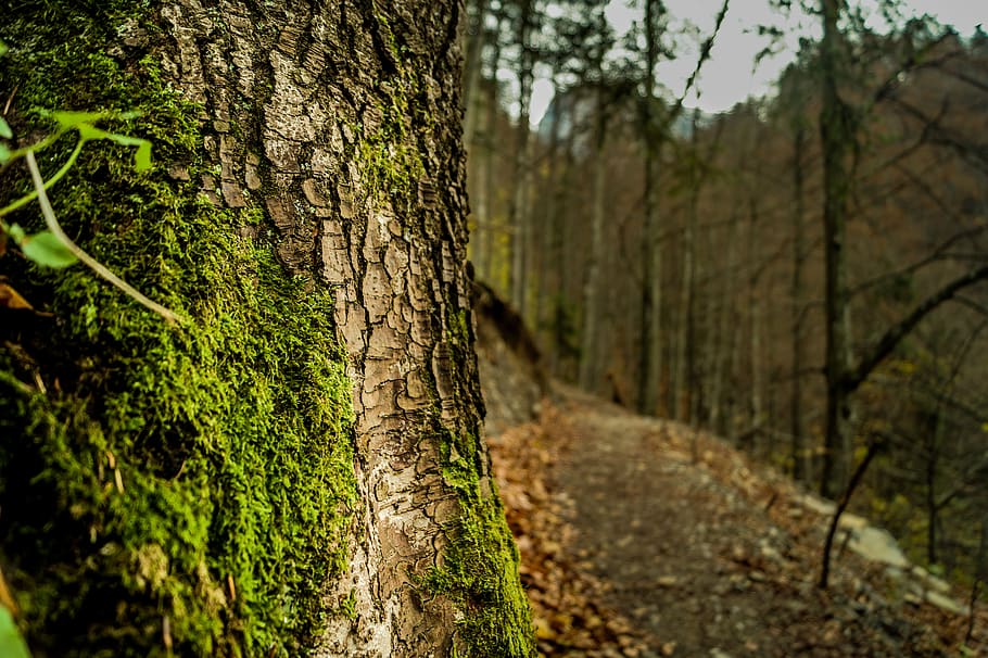 marró, escorça d'arbre, cobert, verd, algues, escorça, bosc, macro, molsa, Camí, tronc de l'arbre, arbres, boscos, arbre, planta, tronc, terra, creixement, naturalesa, tranquil·litat, color verd, centrar-se en primer pla, cap gent, dia, escena tranquil·la, bellesa a la natura, a l'aire lliure, el camí a seguir, escena no urbana, ruta, 5K