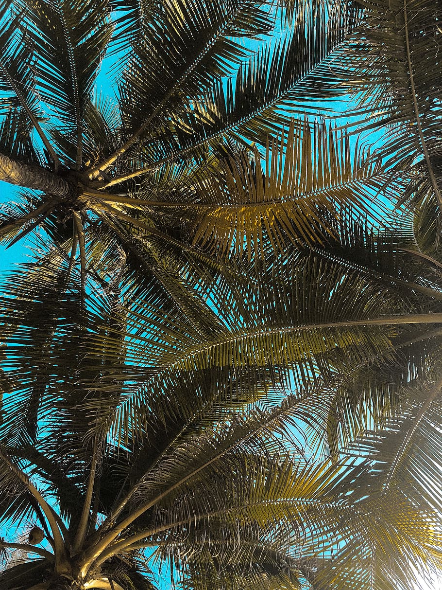 niedrig, Winkel Fotografie, Kokosnussbäume, Tageslicht, Flachwinkelaufnahmen, Froschperspektive, Palmenblätter, Palmen, Sommer-, tropisch, Urlaub, Wurmperspektive, Palme, tropisches Klima, Baum, Palmblatt, Wachstum, Schönheit in der Natur, Pflanze, keine Leute, Blatt, Natur, Hintergründe, Vollbild, Tag, Pflanzenteil, Flachwinkelansicht, Ruhe, grüne Farbe, Wedel, draußen, tropischer Baum, Kokospalme, direkt darunter, 4K