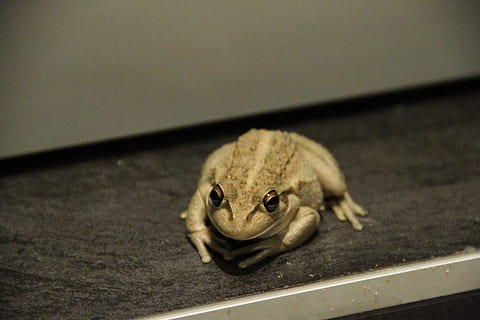 , un animal, fauna animal, vertebrats, rèptil, cap gent, animals a la natura, primer pla, centrar-se en primer pla, part del cos dels animals, mascotes, mamífer, a l'interior, nacional, retrat, amfibi, naturalesa, sigil, 5K, CC0, domini públic, lliure de regalies
