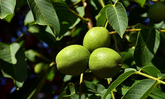 valnødder, valnødtræ, træ, grøn, nød, frugt, frisk, mad, sund og rask, natur, umoden, valnød blade, vækst, geerntet, udvikling, blade, afdeling, blad, plante del, sund kost, grøn farve, mad og drikke, friskhed, plante, velvære, ingen mennesker, tæt på, dag, fokus på forgrunden, citrus frugt, udendørs, skønhed i naturen, moden, 5K, CC0, offentligt domæne, royaltyfrie