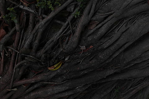 plant, root, tree, tree trunk, acanthaceae, blossom, flower, leaf, agelaius, blackbird, animal, bird, outdoors, nature, volcano, mountain, algae, eruption, lava, mesa, plant part, no people, growth, close-up, day, backgrounds, textured, beauty in nature, full frame, trunk, land, pattern, tranquility, leaves, 5K, CC0, public domain, royalty free