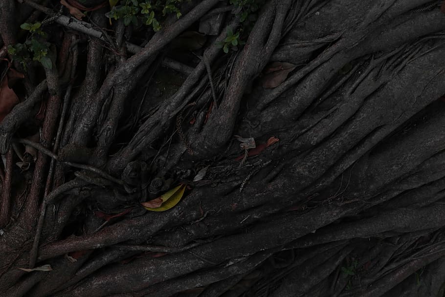 planta, raíz, árbol, tronco de arbol, acanthaceae, flor, hoja, agelaius, mirlo, animal, pájaro, al aire libre, naturaleza, volcán, montaña, algas, erupción, lava, colina baja, parte de la planta, nadie, crecimiento, de cerca, día, antecedentes, texturizado, belleza en la naturaleza, fotograma completo, el maletero, tierra, modelo, tranquilidad, hojas, 5K