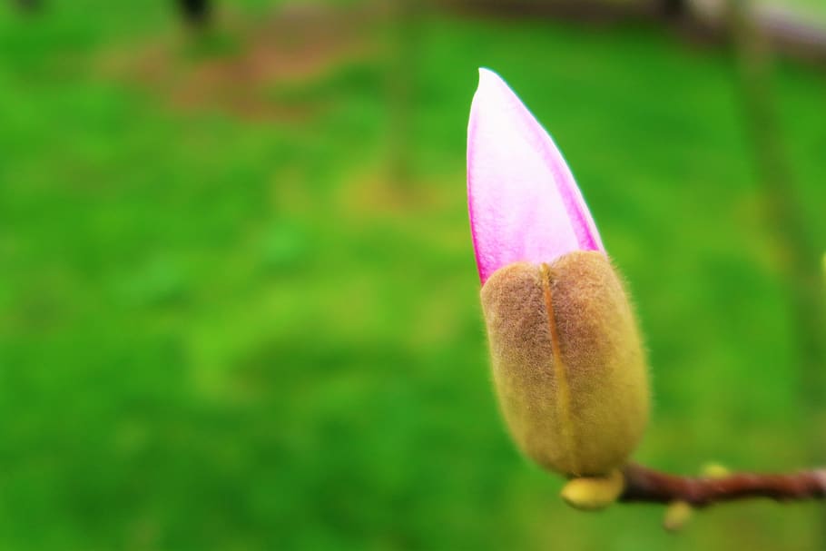 blomst, tre, vår, rosa, natur, blomstringen, anlegg, farge, knopp, vakker, grønn, hage, vekst, nærbilde, skjønnhet i naturen, fokusere på forgrunnen, grønn farge, ingen folk, friskhet, dag, sårbarhet, blomstrende plante, skjørhet, rosa farge, begynnelse, utendørs, blad, selektiv fokusering, lilla, blomsterhodet, 4K