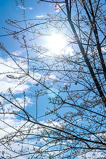 spring cherry blossoms, sky, low angle view, tree, plant, sunlight, branch, beauty in nature, no people, nature, day, sun, tranquility, cloud - sky, growth, lens flare, outdoors, bare tree, blue, sunny, winter, 5K, CC0, public domain, royalty free
