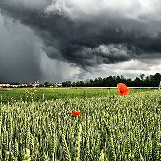 Italia, noros, nor, Cloudscape, verde, floare, furtună, mac, plantă, nor - cer, camp, teren, creştere, cer, peisaj, frumusețe în natură, agricultură, rural, mediu inconjurator, a decupa, natură, scenice - natura, fermă, o scenă liniștită, zi, nici o persoana, în aer liber, de rău augur, putere în natură, plantaţie, 2K, CC0, domeniu public, fără drepturi de autor