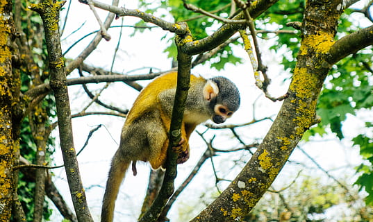 monkey, tree, forest, animal themes, plant, one animal, animals in the wild, animal, mammal, branch, animal wildlife, vertebrate, primate, focus on foreground, low angle view, nature, day, no people, outdoors, tree trunk, trunk, 4K, CC0, public domain, royalty free