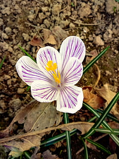 crocus, flower, macro, spring, march, bulb, afternoon, nature, countryside, dappled, flowering plant, freshness, petal, fragility, vulnerability, plant, flower head, inflorescence, beauty in nature, close-up, growth, pollen, high angle view, no people, field, land, day, iris, purple, 2K, CC0, public domain, royalty free