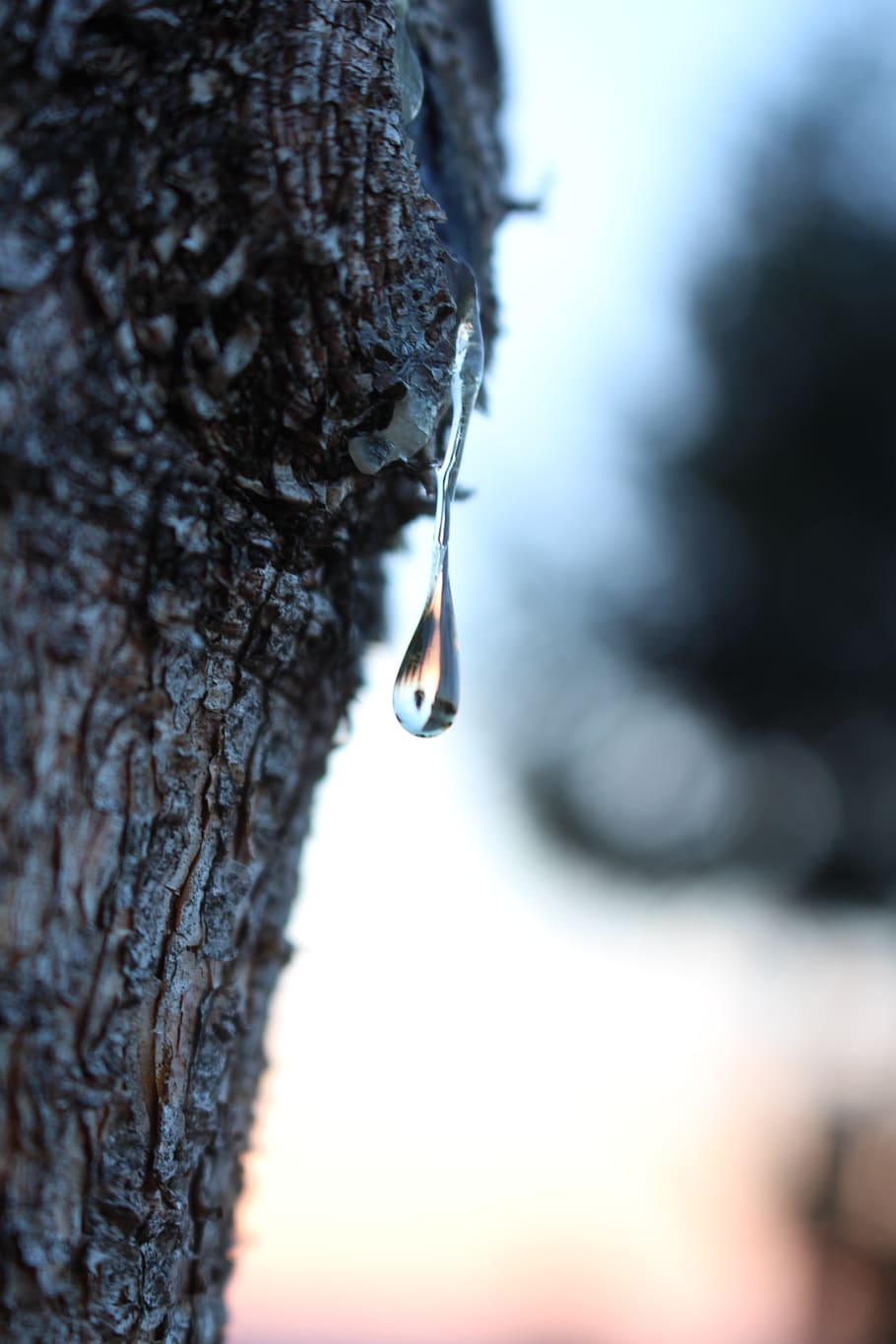 foresta Nera, Germania, Oberwolfach, foresta, albero, Mirro, far cadere, Alba, concentrarsi sulle conoscenze acquisite, avvicinamento, tronco d'albero, tronco, pianta, natura, inverno, giorno, nessuno, temperatura fredda, all'aperto, la tranquillità, cielo, strutturato, corteccia vegetale, bellezza nella natura, messa a fuoco selettiva, la neve, 5K