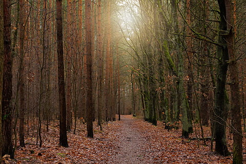 bosc, lluny, camí forestal, arbres, fulles, picea, arbres caducifolis, tardor, hivern, caminar, llum, sol, naturalesa, botànica, relaxació, perspectiva, fons, arbre, planta, terra, tranquil·litat, tronc, tronc de l'arbre, bellesa a la natura, escena tranquil·la, creixement, escena no urbana, el camí a seguir, escenics - natura, dia, cap gent, direcció, llum solar, canvi, a l'aire lliure, treelined, 5K, CC0, domini públic, lliure de regalies