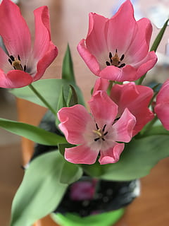 pink, tulips, spring, easter, flowers, flowering plant, flower, fragility, vulnerability, petal, plant, freshness, beauty in nature, growth, close-up, pink color, inflorescence, flower head, pollen, nature, no people, botany, day, focus on foreground, blossom, springtime, flower pot, 4K, CC0, public domain, royalty free