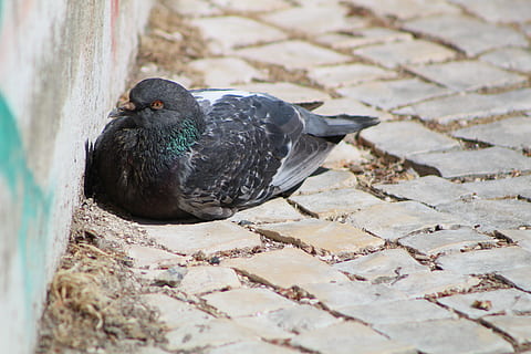 dove, white, isolated, vector, bird, nature, turtle, brown, branch, pity, beautiful, doves, natural, peace, spotted, pigeon, wild animals, wing, image, illustration, europe, encyclopedia, vertebrate, animal, animal themes, animal wildlife, one animal, animals in the wild, day, no people, close-up, perching, black color, full length, outdoors, focus on foreground, looking away, selective focus, high angle view, 5K, CC0, public domain, royalty free