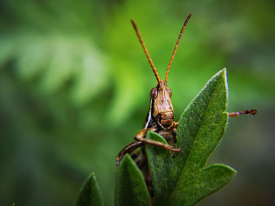 insecte, Llagosta, error, planta, jardí, plaga, palpadors, antenes, fons de pantalla hd, invertebrat, un animal, fauna animal, temes d'animals, animal, color verd, animals a la natura, part de la planta, full, primer pla, naturalesa, centrar-se en primer pla, dia, cap gent, antena animal, part del cos dels animals, creixement, a l'aire lliure, 2K