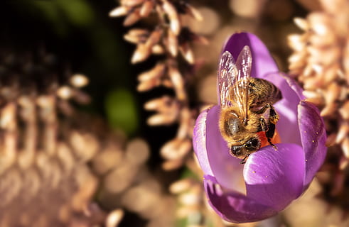 albină, şofran, albina, insectă, colecta polen, primăvară, polen, nectar, colecta nectarul, polenizare, natură, a închide, floare, căutarea hranei, planta cu flori, frumusețe în natură, plantă, animale în sălbăticie, animal, nevertebrat, animale tematice, animale sălbatice, fragilitate, petală, un animal, vulnerabilitate, Violet, prospeţime, cap de floare, nici o persoana, în aer liber, 5K, CC0, domeniu public, fără drepturi de autor