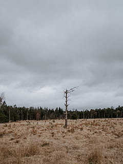 graue Wolken, Natur, Pflanze, Baum, draußen, abies, Tanne, Feld, Wiese, Boden, Kabel, Strommast, Wetter, Land, Vegetation, Stromleitungen, Elektrischer Sendemast, Wildnis, Savanne, Hain, Wald, wolke - himmel, Himmel, Landschaft, Umgebung, ruhige Szene, Ruhe, Szenen - Natur, Nicht-städtische Szene, Schönheit in der Natur, keine Leute, Tag, Fernbedienung, kahler Baum, Wachstum, Netzteil, trockenes Klima, 8K, CC0, gemeinfrei, lizenzfrei