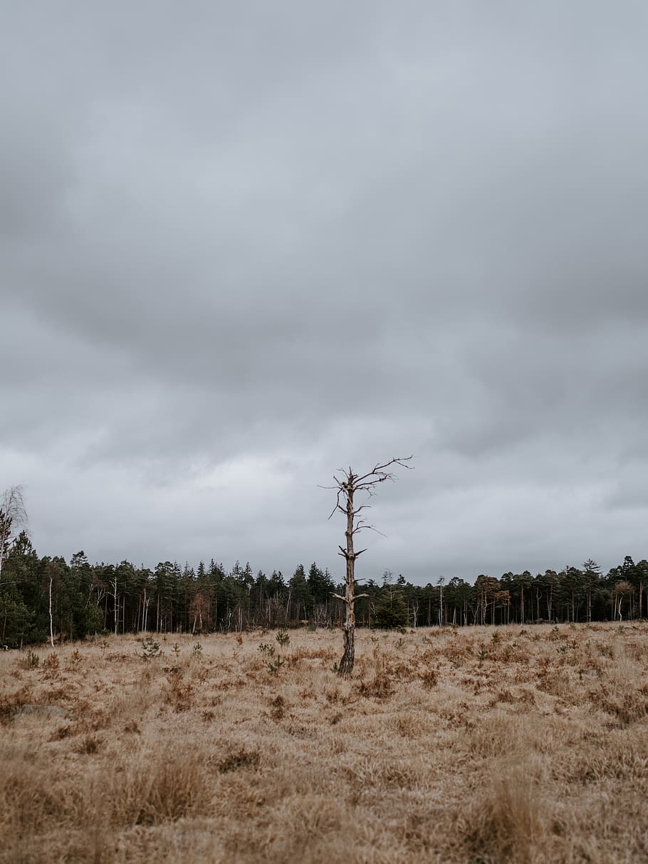 graue Wolken, Natur, Pflanze, Baum, draußen, abies, Tanne, Feld, Wiese, Boden, Kabel, Strommast, Wetter, Land, Vegetation, Stromleitungen, Elektrischer Sendemast, Wildnis, Savanne, Hain, Wald, wolke - himmel, Himmel, Landschaft, Umgebung, ruhige Szene, Ruhe, Szenen - Natur, Nicht-städtische Szene, Schönheit in der Natur, keine Leute, Tag, Fernbedienung, kahler Baum, Wachstum, Netzteil, trockenes Klima, 8K