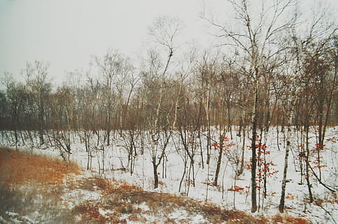 træer, Skov, vinter, sne, snedækket, rejse, rejsende, natur, kold, hyggelig, baggrund, enkel, wabi sabi, wabi-sabi, hygge, varm, december, kold temperatur, træ, plante, ro, bare træ, rolig scene, jord, skønhed i naturen, ingen mennesker, Mark, himmel, dag, miljø, landskab, dækker, hvid farve, udendørs, 4K, CC0, offentligt domæne, royaltyfrie