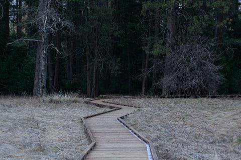 Pfad, dunkel, Wald, Bäume, Holzweg, Baum, Pflanze, Land, Richtung, der Weg nach vorn, Fußweg, keine Leute, Ruhe, Natur, Wachstum, Schönheit in der Natur, Holz - Material, Baumstamm, Kofferraum, ruhige Szene, Tag, Promenade, Nicht-städtische Szene, Szenen - Natur, draußen, Bambuspflanze, 5K, CC0, gemeinfrei, lizenzfrei