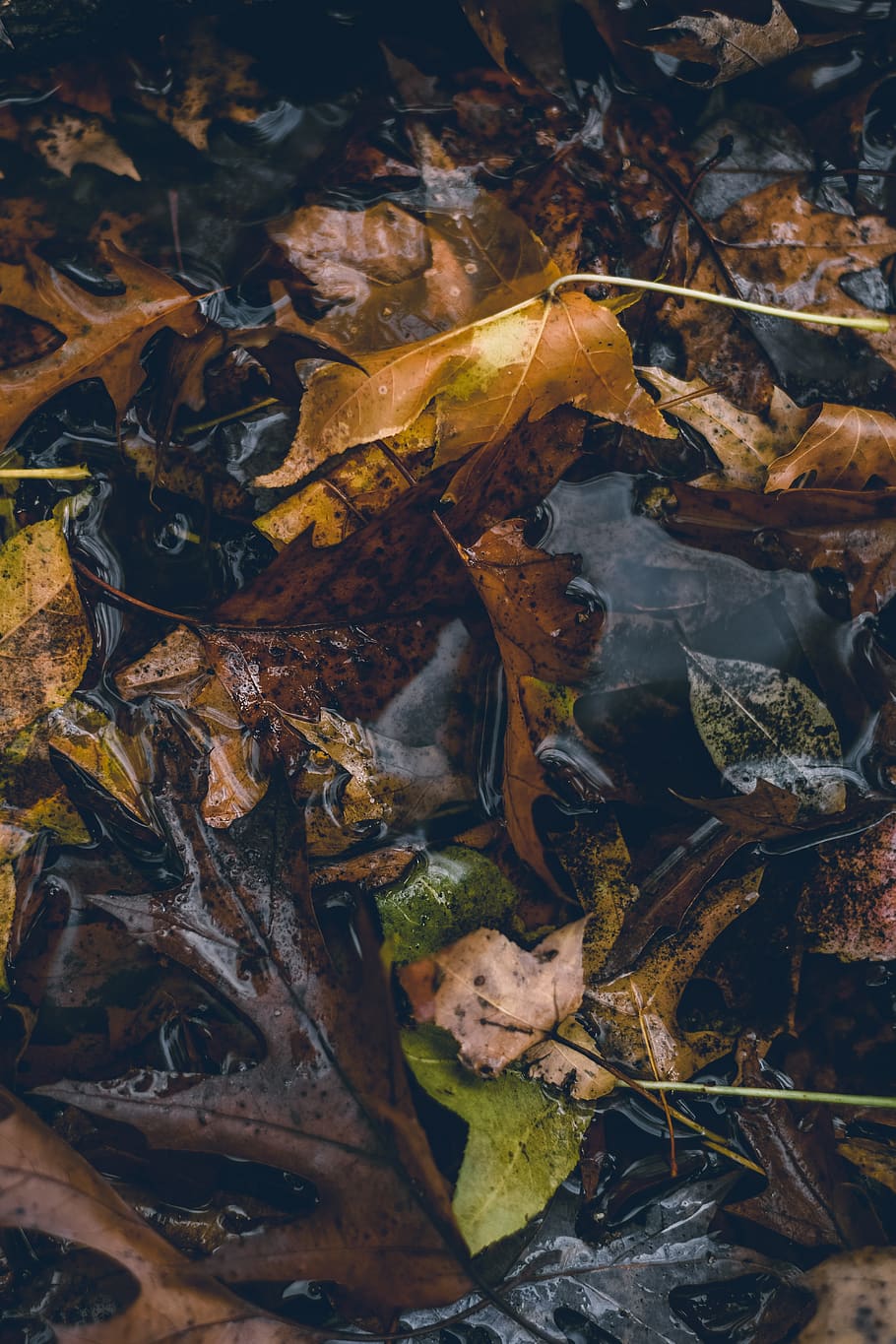 fulles marrons, full, planta, naturalesa, aigua, a l'aire lliure, arbre, pintura, art, terra, textura, línia de costa, fotografia, foto, maple, mar, Costa, oceà, cara, retrat, fulla d'auró, part de la planta, tardor, sec, canvi, fulles, cap gent, dia, caient, bellesa a la natura, primer pla, vista d’angle alt, camp, fons, marc complet, tranquil·litat, condició natural, caure, col·lecció de tardor, 5K