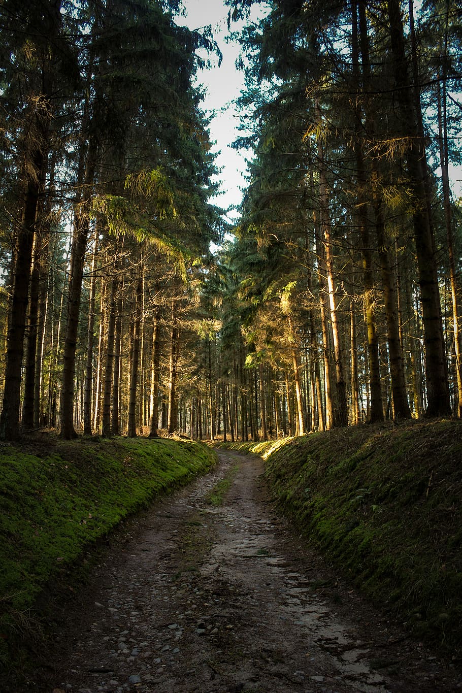 via d’herba verda, conífera, arbres coníferes, medi ambient, de fulla perenne, sendera, bosc, camí forestal, herba, verd, orientació, caminada, paisatge, llum, molsa, naturalesa, fons de la natura, fotografia de natura, fons de pantalla de la natura, a l'aire lliure, parc, camí, carretera, sorra, escènic, temporada, estiu, assolellat, arbres alts, viatjar, arbres, manera, boscos, arbre, planta, terra, el camí a seguir, tranquil·litat, direcció, bellesa a la natura, creixement, escena tranquil·la, cap gent, escenics - natura, tronc de l'arbre, dia, tronc, brutícia, perspectiva decreixent, treelined, 5K