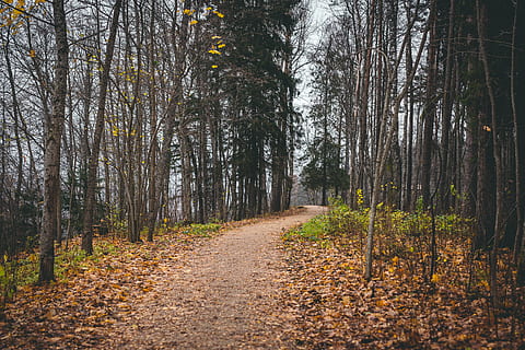 Weg, hoch, Bäume, Pflanze, Boden, Baum, Pfad, Birke, Baumstamm, Straße, Herbst, Herbstfarben, grau, Orange, Blätter, spät, Blume, blühen, Asphalt, Schotterstraße, Wald, Land, der Weg nach vorn, Ruhe, Richtung, Schönheit in der Natur, Natur, ruhige Szene, Fußweg, Veränderung, keine Leute, Kofferraum, Blatt, Nicht-städtische Szene, Wachstum, Tag, draußen, abnehmende Perspektive, von Bäumen gesäumt, Herbstkollektion, 5K, CC0, gemeinfrei, lizenzfrei