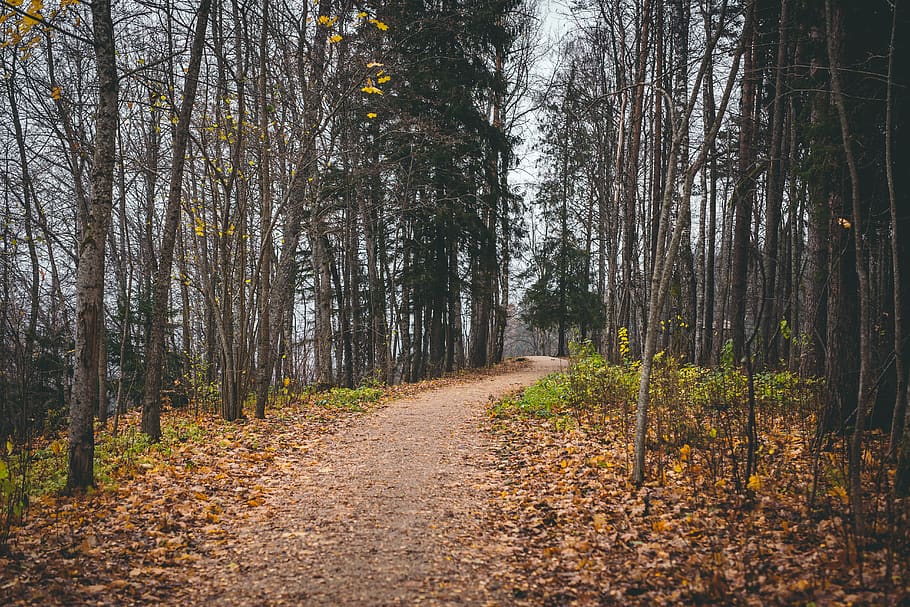 Weg, hoch, Bäume, Pflanze, Boden, Baum, Pfad, Birke, Baumstamm, Straße, Herbst, Herbstfarben, grau, Orange, Blätter, spät, Blume, blühen, Asphalt, Schotterstraße, Wald, Land, der Weg nach vorn, Ruhe, Richtung, Schönheit in der Natur, Natur, ruhige Szene, Fußweg, Veränderung, keine Leute, Kofferraum, Blatt, Nicht-städtische Szene, Wachstum, Tag, draußen, abnehmende Perspektive, von Bäumen gesäumt, Herbstkollektion, 5K