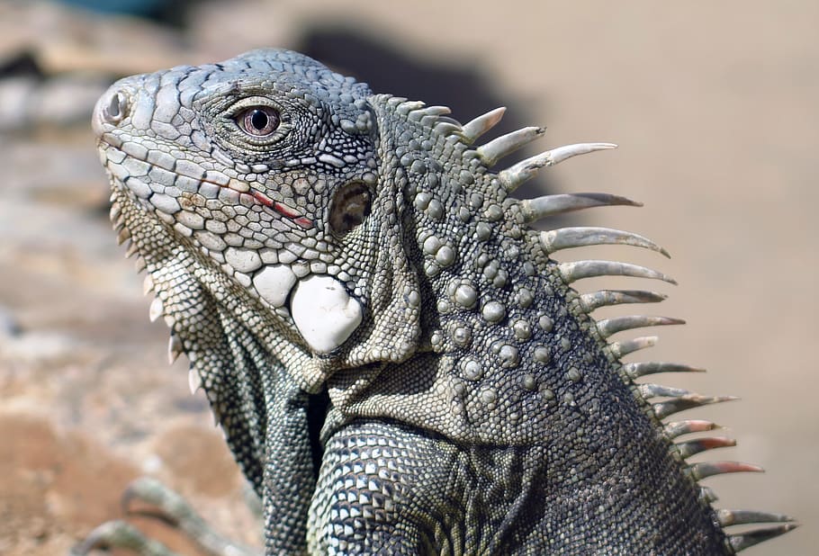 gecko gris, rèptil, animal, llangardaix, bonaire iguana, tancar la iguana, iguana, llangardaix gran, sòl, dorment, dormit, lleopard, pantera, ocelot, mamífer, vida salvatge, jaguar, escorpí, invertebrat, perca, peix, temes d'animals, un animal, fauna animal, animals a la natura, centrar-se en primer pla, primer pla, cap gent, vertebrats, dia, part del cos dels animals, naturalesa, drac barbut, cap d’animals, escala d’animals, vista lateral, a l'aire lliure, ull d’animals, 2K