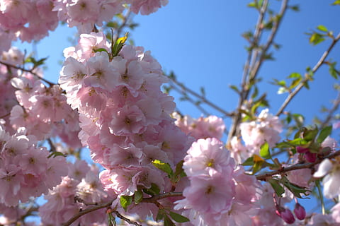 Kirschbaum, Kirschblüte, Frühling, Baum, blühen, Weiß, Obstbaum, Natur, blütenmeer, Himmel, Ast, Blumen, Rosa, blühende Pflanze, Blume, Pflanze, Zerbrechlichkeit, Frische, Verletzlichkeit, Wachstum, Schönheit in der Natur, Flachwinkelansicht, Nahansicht, Blütenblatt, pinke Farbe, Tag, Zweig, keine Leute, draußen, Blütenkopf, Blumenstrauß, 4K, CC0, gemeinfrei, lizenzfrei