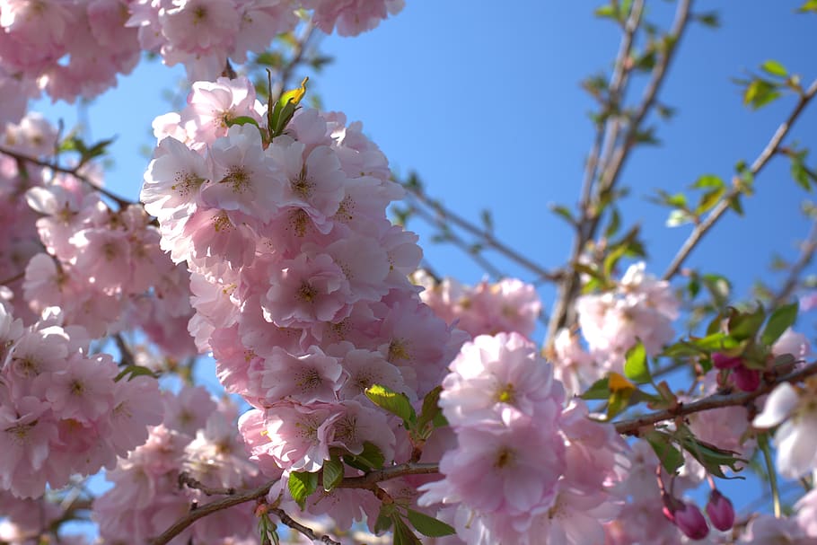 Kirschbaum, Kirschblüte, Frühling, Baum, blühen, Weiß, Obstbaum, Natur, blütenmeer, Himmel, Ast, Blumen, Rosa, blühende Pflanze, Blume, Pflanze, Zerbrechlichkeit, Frische, Verletzlichkeit, Wachstum, Schönheit in der Natur, Flachwinkelansicht, Nahansicht, Blütenblatt, pinke Farbe, Tag, Zweig, keine Leute, draußen, Blütenkopf, Blumenstrauß, 4K