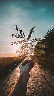 person, holding, green, plant, leaf, hand, sunlight, path, sunset, sunrise, tree, forest, woodland, outdoors, perspective, landscape, blue sky, nature, wildlife, golden hour, field, folk, dom, outdoor, summer, beach, sky, people, human Hand, vacations, sun, men, beauty In Nature, freedom, tropical Climate, travel, one Person, silhouette, palm Tree, sand, sea, tranquil Scene, back Lit, relaxation, travel Destinations, blue, 5K, CC0, public domain, royalty free