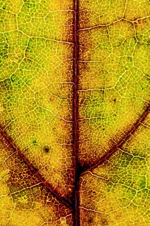linea, autunno, natura, trama macro, micro texture, trama autunnale, struttura, trama delle foglie, foglia, parte vegetale, vena fogliare, sfondi, nessuno, pianta, fotogramma intero, avvicinamento, modello naturale, colore verde, giorno, crescita, modello, bellezza nella natura, fragilità, all'aperto, vulnerabilità, asciutto, strutturato, composito digitale, 4K, CC0, dominio pubblico, privo di copyright