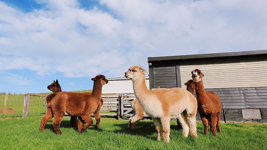 pecore sull'erba, alpaca, animale, mammifero, lama, fattoria di comedone, natura, antilope, pecora, azienda agricola, Casa, carina, verde, cielo, cortile, all'aperto, campagna, costume, prateria, campo, gruppo di animali, temi animali, animali domestici, nuvola - cielo, vertebrato, bestiame, erba, domestico, Marrone, giorno, terra, architettura, fauna selvatica, nessuno, erbivoro, famiglia di animali, 2K