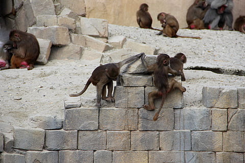 mico, zoo, animals, naturalesa, primat, vida salvatge, temes d'animals, mamífer, animal, grup d’animals, fauna animal, animals a la natura, animal jove, cap gent, vertebrats, sòlid, arquitectura, dia, grup mitjà d'animals, a l'aire lliure, rock, centrar-se en primer pla, babuí, família d’animals, paret de pedra, herbívors, beure, 5K, CC0, domini públic, lliure de regalies