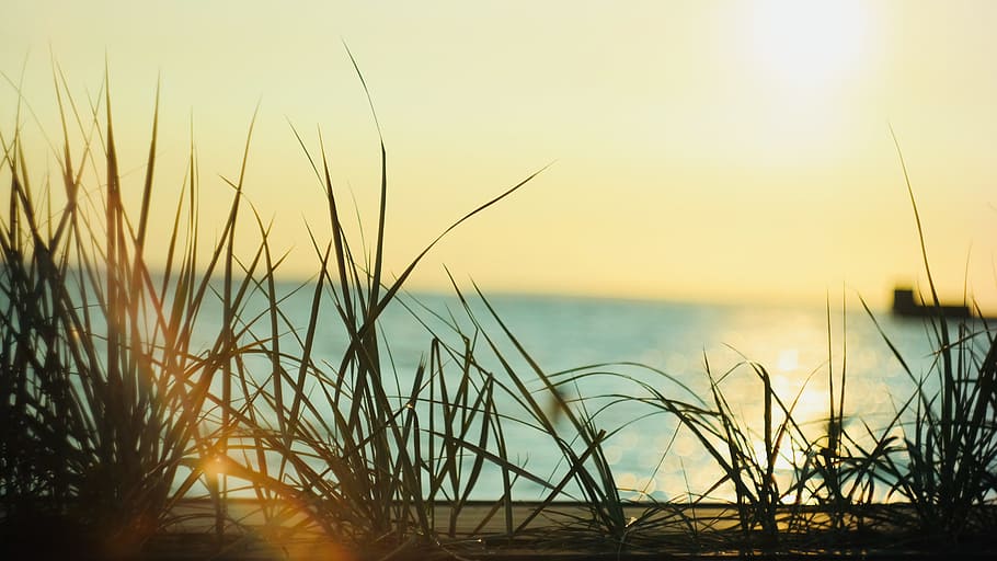 sol, herba, estiu, platja, posta de sol, oceà, mar, aigua, sorra, sortida del sol, explosió, llum, cel, bellesa a la natura, tranquil·litat, horitzó sobre l’aigua, planta, horitzó, escena tranquil·la, naturalesa, escenics - natura, creixement, cap gent, terra, herba de marram, a l'aire lliure, herba de Timoteu, 5K