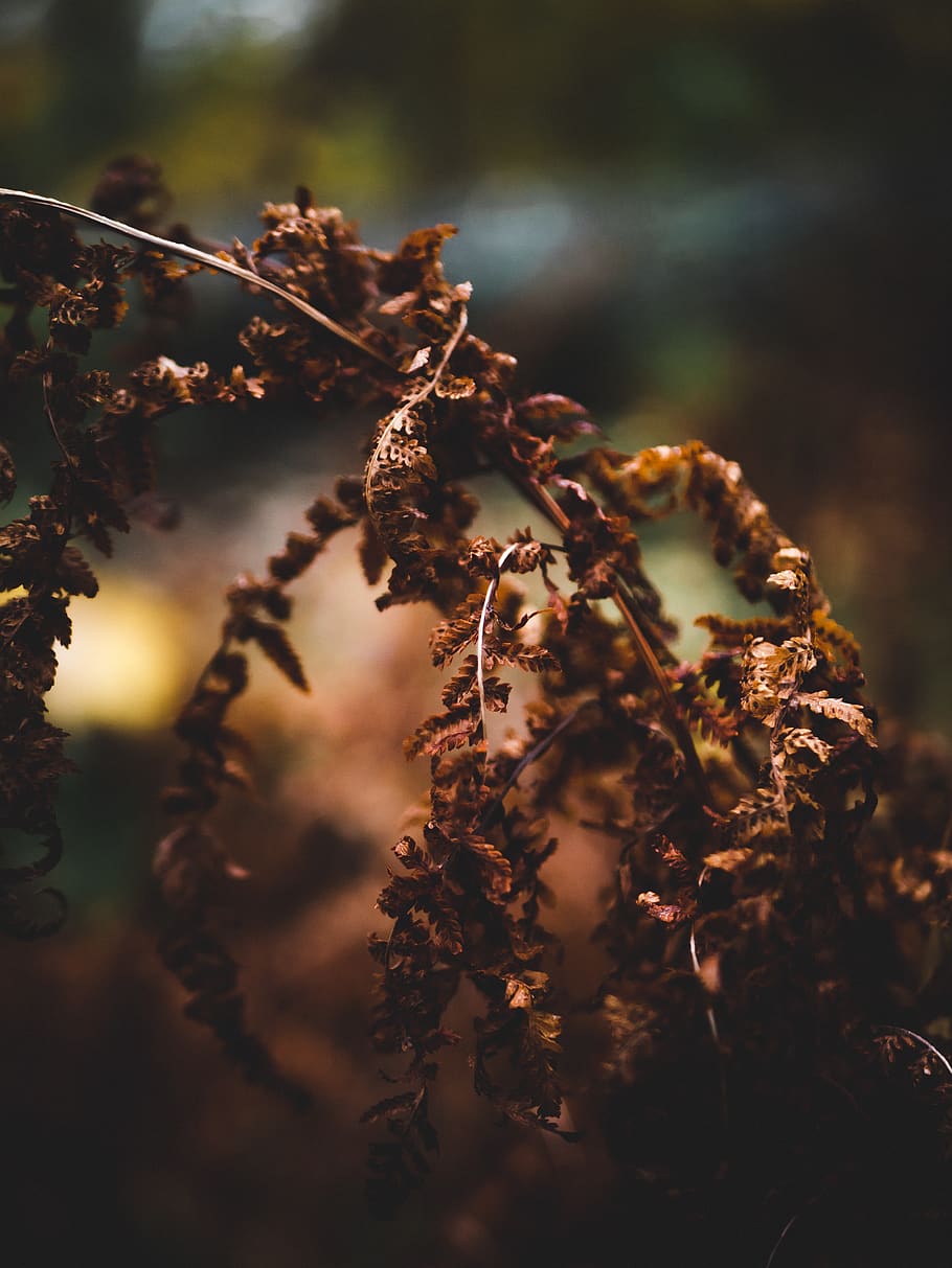 planta maro, plantă, natură, copac, în aer liber, semnal luminos, ușoară, gheaţă, frunze, decor, conifer, peisaj, vegetație, alimente, picăturii, fruct, germina, inflori, floare, mugur, legume și fructe, a închide, selectiv, creştere, frumusețe în natură, nici o persoana, zi, să se concentreze asupra primelor elemente, uscat, liniște, vulnerabilitate, fragilitate, teren, camp, parte a plantelor, planta înțepenită, 4K