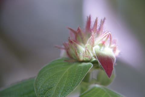 fiore, bozzolo, piccolo, scoppio, pianta, foglia, parte vegetale, avvicinamento, freschezza, crescita, natura, nessuno, bellezza nella natura, colore verde, pianta fiorita, vulnerabilità, fragilità, all'aperto, messa a fuoco selettiva, giorno, cibo, frutta, colore rosa, erba, 4K, CC0, dominio pubblico, privo di copyright