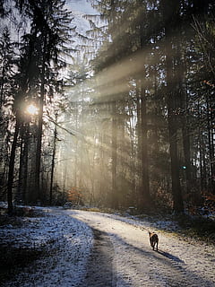Skov, baggrundsbelysning, natur, sol, vinter, hvile, humør, sollys, solstråle, træstammer, tåge, skygge, lys, træer, solopgang, hund, gå, træ, pattedyr, et dyr, dyre temaer, dyr, kæledyr, husdyr, indenlandske, plante, hunde, hvirveldyr, jord, ingen mennesker, skønhed i naturen, udendørs, linseflare, 4K