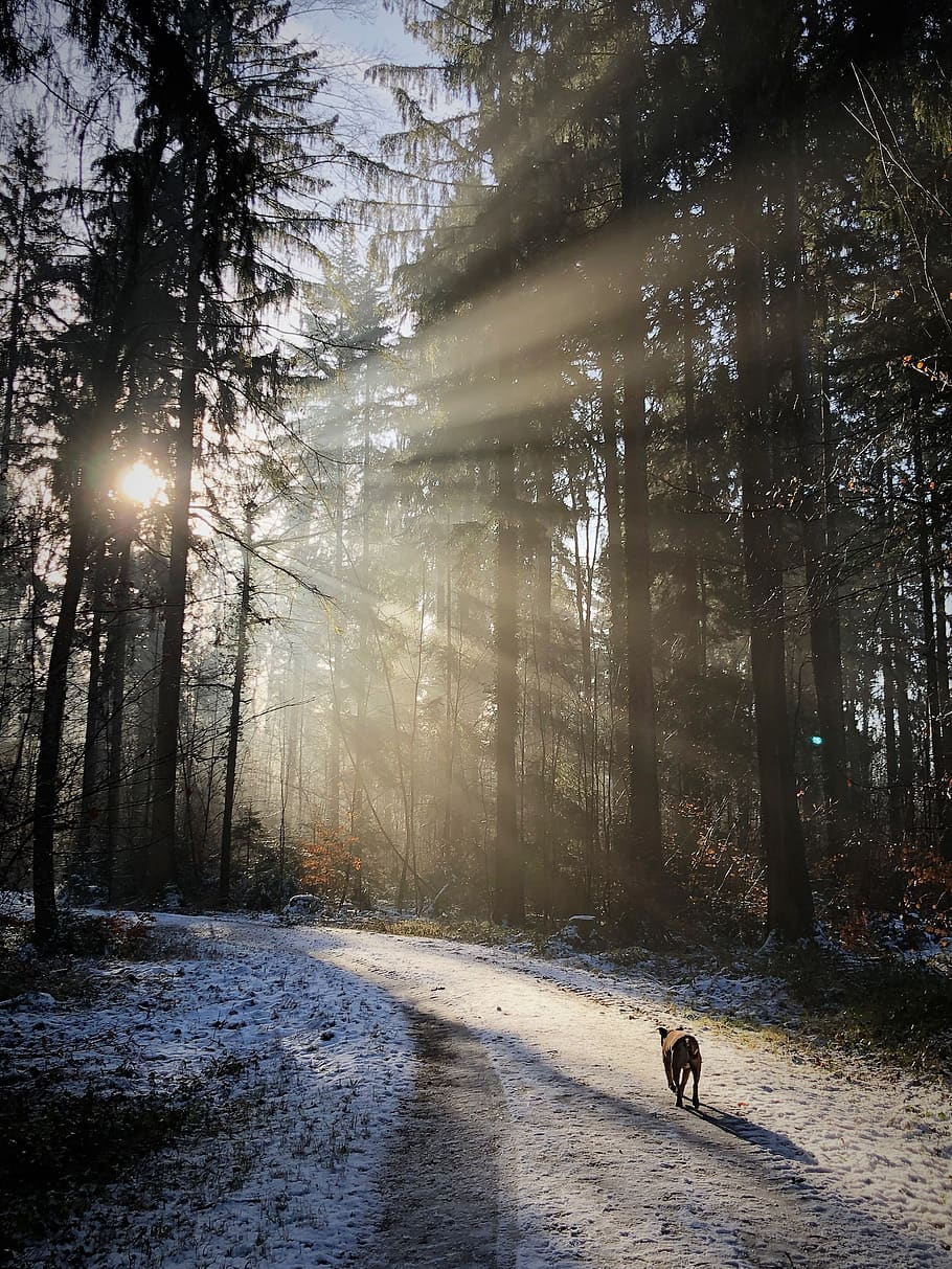 Skov, baggrundsbelysning, natur, sol, vinter, hvile, humør, sollys, solstråle, træstammer, tåge, skygge, lys, træer, solopgang, hund, gå, træ, pattedyr, et dyr, dyre temaer, dyr, kæledyr, husdyr, indenlandske, plante, hunde, hvirveldyr, jord, ingen mennesker, skønhed i naturen, udendørs, linseflare, 4K