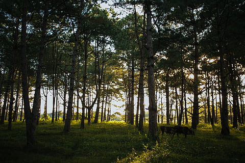 foto, arboles, verde, hierba, animales, vacas, ambiente, hojas perennes, bosque, pasto, paisaje, naturaleza, parque, ramas de los árboles, árbol, planta, tierra, tranquilidad, belleza en la naturaleza, crecimiento, el maletero, tronco de arbol, escena tranquila, color verde, día, nadie, paisajes - naturaleza, escena no urbana, al aire libre, árbol conífero, 4K, CC0, dominio público, libre de derechos