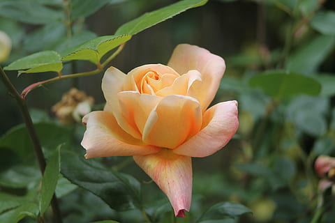 blühen, Garten, Rose, blühte auf, Blütenblätter, Gelb, Sommer-, Blume, blühende Pflanze, Pflanze, Schönheit in der Natur, Zerbrechlichkeit, Blütenblatt, Verletzlichkeit, Frische, Wachstum, Nahansicht, Blütenkopf, Blütenstand, Pflanzenteil, Blatt, Fokus auf den Vordergrund, Natur, Tag, keine Leute, draußen, 4K, CC0, gemeinfrei, lizenzfrei