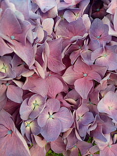 bunga, hydrangea, violet, kelopak, tanaman kebun, keindahan di alam, tanaman berbunga, menanam, kesegaran, kerentanan, kerapuhan, merapatkan, daun bunga, pertumbuhan, hari, alam, bingkai penuh, tampilan sudut tinggi, tidak ada orang, latar belakang, warna merah jambu, hal berkembang, kepala bunga, di luar rumah, musim semi, seikat bunga, 4K, CC0, domain publik, bebas royalti