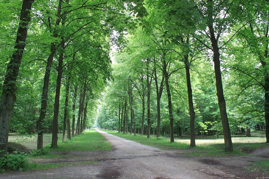 alt, una línia recta, senders, paisatge, caminar, resum, fusta, carretera, naturalesa, les fulles, carretera forestal, bosc, parc, jardí, Palau de versalles, versalles, jardí de versalles, bany de bosc, bonic, França, paris, viatjar, motxilla, destinació turística, verd, a l'aire lliure, puresa, curació, trencar, botiga de regals en línia noel, herba, europa, palau, arquitectura, colorit, patrimoni, històric, història, rui de 14 anys, el rei del sol, Maria i la fe, chateau de versailles, passejades, allee royale, camí reial, marie antoinette, jardín, interès històric, pur, planta, arbre, el camí a seguir, bellesa a la natura, terra, tranquil·litat, direcció, color verd, perspectiva decreixent, tronc, tronc de l'arbre, creixement, cap gent, transport, escena tranquil·la, dia, escenics - natura, treelined, bambú - planta, 4K