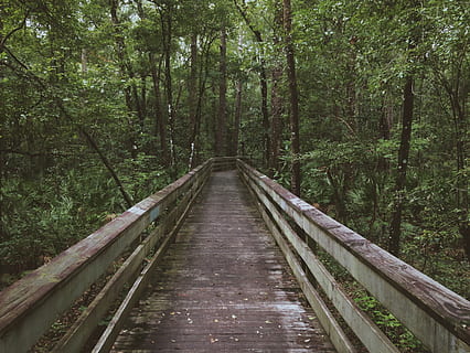 pont, les bois, forêt, aventure, voyage, arbre, direction, la voie à suivre, plante, terre, perspective décroissante, personne, la nature, lien, croissance, beauté dans la nature, tranquillité, scène non urbaine, journée, scène tranquille, couleur verte, paysages - nature, transport, en plein air, des bois, pont - structure artificielle, Piste, passerelle, 2K