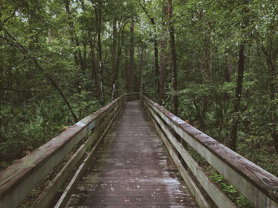 pont, les bois, forêt, aventure, voyage, arbre, direction, la voie à suivre, plante, terre, perspective décroissante, personne, la nature, lien, croissance, beauté dans la nature, tranquillité, scène non urbaine, journée, scène tranquille, couleur verte, paysages - nature, transport, en plein air, des bois, pont - structure artificielle, Piste, passerelle, 2K