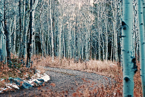 Forenede Stater, Eldora, træer, Skov, pathway, træ, plante, jord, bagagerum, træstamme, natur, ingen mennesker, dag, ro, ikke-urbane scene, udendørs, miljø, skønhed i naturen, rolig scene, vinter, scenics - natur, landskab, fyrreskov, 4K, CC0, offentligt domæne, royaltyfrie