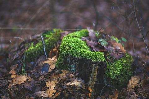 Moos, bedeckt, Baumstamm, umgeben, gefallen, Blätter, braun, Umgebung, Flora, Wald, Garten, Gras, Grün, Wachstum, Landschaft, Park, Rock, Jahreszeit, Stein, Stumpf, Baum, Kofferraum, Wasser, wild, Holz, Pflanze, grüne Farbe, Natur, keine Leute, Fokus auf den Vordergrund, Nahansicht, Land, Tag, selektiver Fokus, Blatt, Pflanzenteil, Schönheit in der Natur, draußen, Holz - Material, Borke, 5K, CC0, gemeinfrei, lizenzfrei