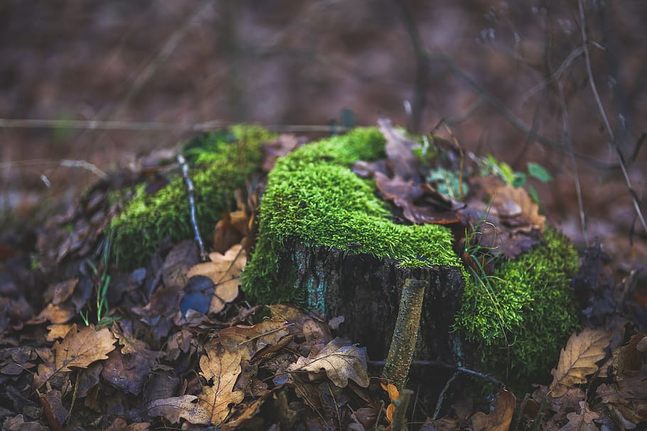 molsa, cobert, tronc de l'arbre, envoltat, caigut, fulles, marró, medi ambient, flora, bosc, jardí, herba, verd, creixement, paisatge, parc, rock, temporada, pedra, monyó, arbre, tronc, aigua, salvatge, fusta, planta, color verd, naturalesa, cap gent, centrar-se en primer pla, primer pla, terra, dia, enfocament selectiu, full, part de la planta, bellesa a la natura, a l'aire lliure, material de fusta, escorça, 5K